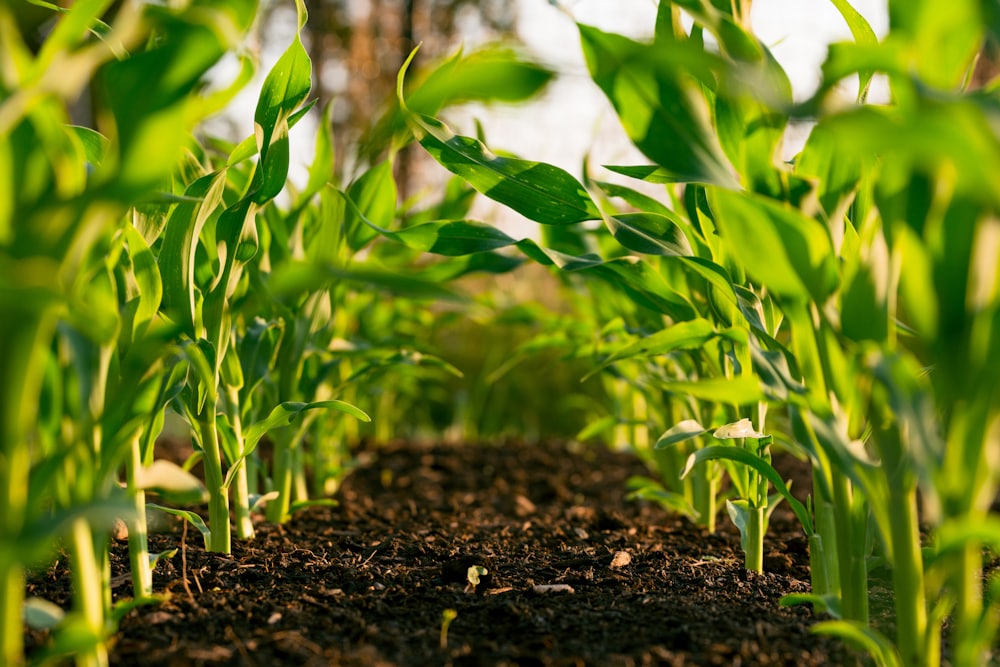 Row crops in a Midwest agricultural field